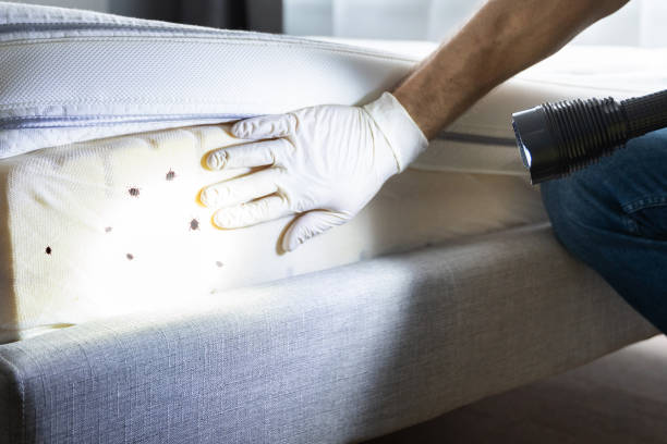 Best Affordable Pest Control Services  in Freeport, FL